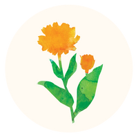 Calendula Flower